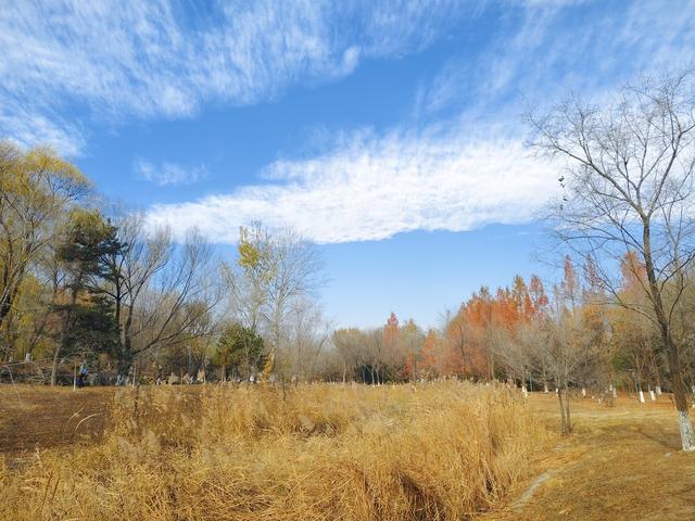 秋深冬浅时，奥森浸染缤纷色彩