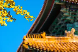 秋天故宫角楼银杏叶变身金黄色 与屋脊角兽遥相呼应图片