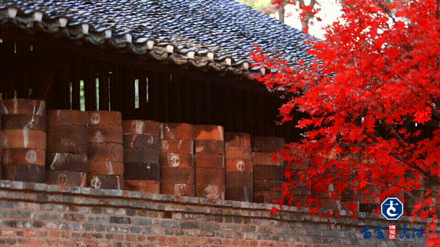 景德镇古窑枫叶 晕染千年瓷都的浪漫诗笺