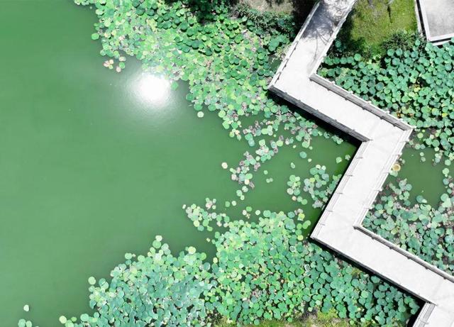 来宿城，打卡我“荷”你的浪漫