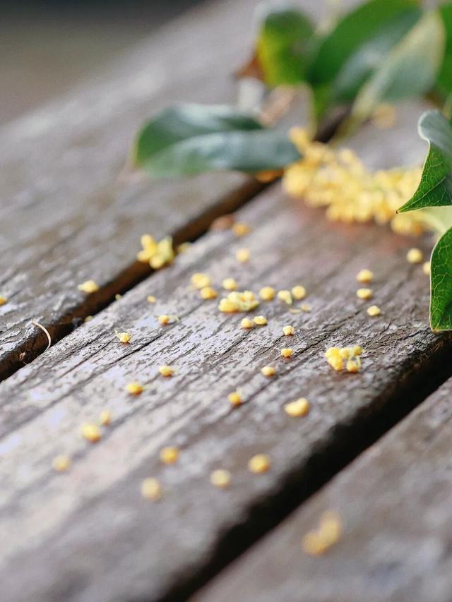 在嘉定街头，邂逅一场「秋日限定」香气