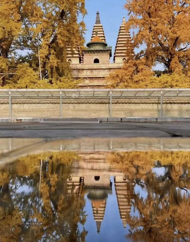 金色瀑布！北京这些千年古银杏正在最佳观赏期！