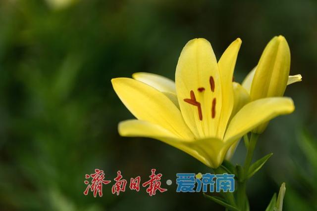 一年四季 泉在济南丨盛夏七月，济南红叶谷景区百合花迎来最佳观赏期