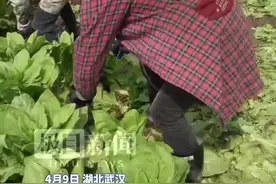 荆楚地理丨千余亩新洲莴苣，种出村民好日子，“蔬”写乡村振兴新画卷图片