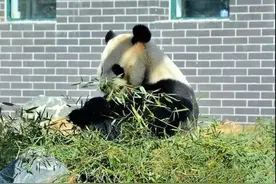六年美好，感恩相伴！大熊猫“希望”“武俊”即将启程离泰回川图片