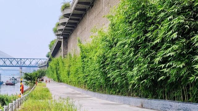 可赏景、慢跑、骑行……宜宾高品质城市绿道正在“上新”