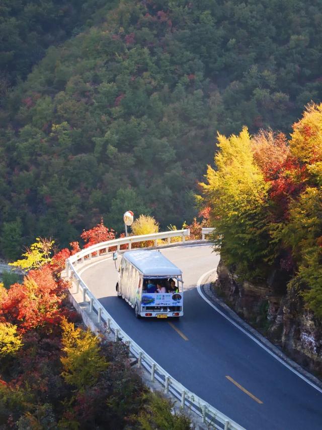 看万山红遍！河南官方发布赏红叶指南→