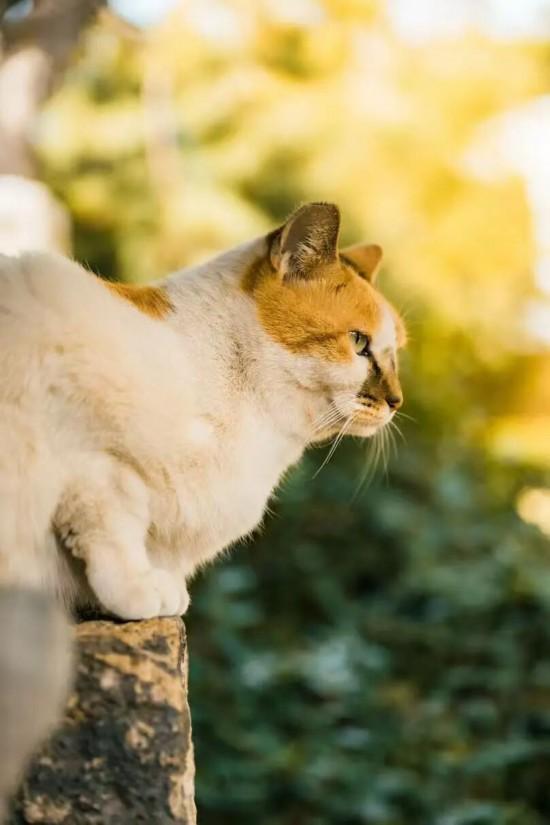 上海银杏浓度已达99％！这份含“金”浪漫别错过