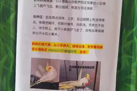 这有一张寻鸟启事！合肥小陈的鸟丢了图片