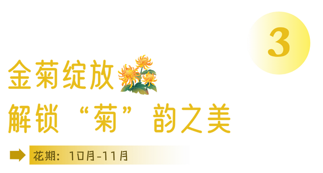 别只惦记红叶了！安徽的秋天，是五彩斑斓的！