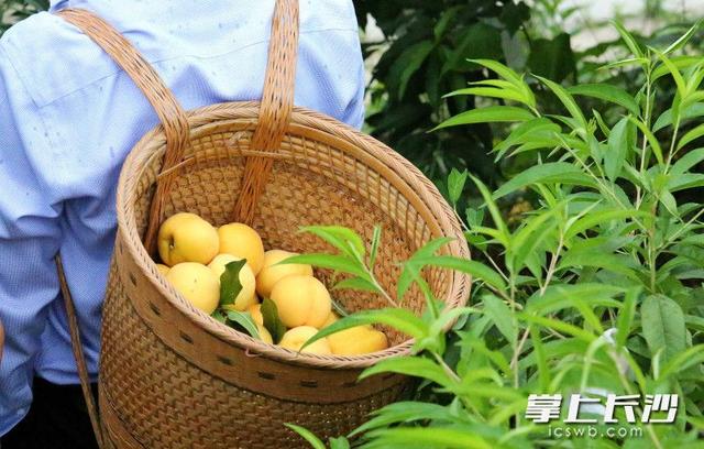 风裹竹香水带甜，在大围山寻一份盛夏清凉