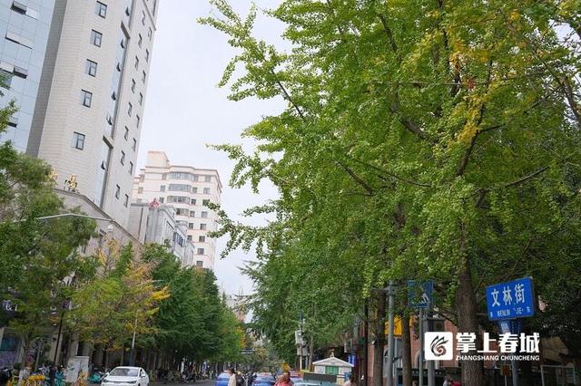 现场实拍！昆明文林街银杏“半黄”，金色浪漫还需耐心等待