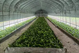 【技术科普】夏秋蚕优质高产饲养技术要点图片