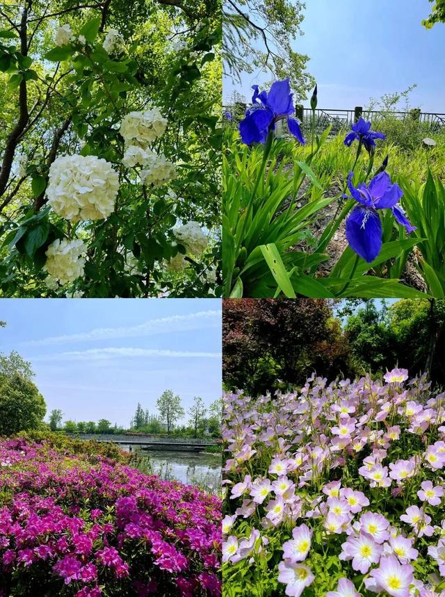 四季流转，青浦这座公园的颜值从来不掉线！