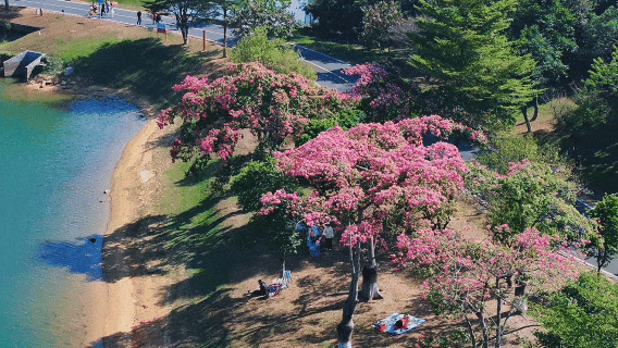 天气正好、花正开，去看粉色的东莞！