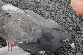 杭州市民遛弯捡到受伤鸽子，不吃不喝也不飞走，如何才能更好救助？图片