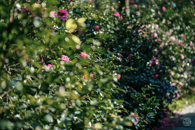 东湖这四处绝美秋景，出片率100%