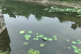 清零！渝北农村21条黑臭水体全部完成整治图片