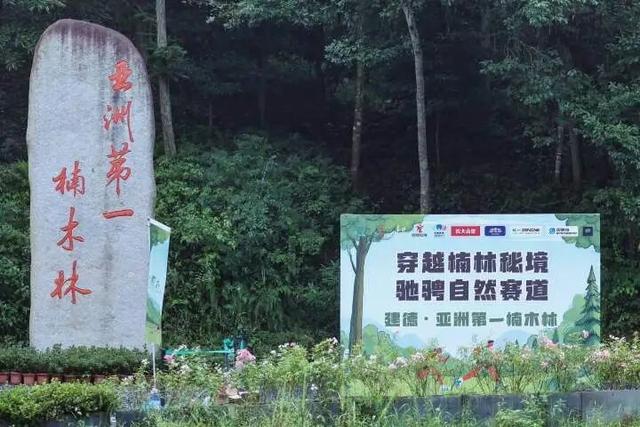 世界最大、亚洲唯一！今晨，他们在30000多棵楠木、8600亩森林，1500年的时光里奔跑......