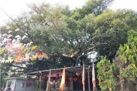 守护古树名木｜为古树让路 助城市添绿图片