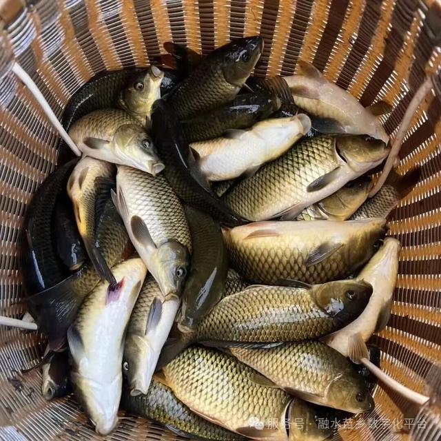 藏在桂北深山里的秘境！杆洞乡三天两夜， 梯田、草原、苗寨旅游打卡