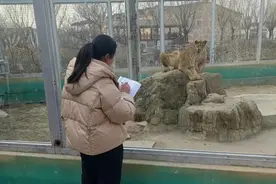 猛兽变“萌”兽！临沂动植物园90后女饲养员和她的“大猫”们图片