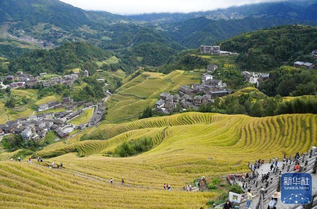 龙脊梯田披金装