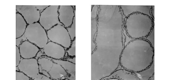 能吃核辐射的黑色生物，正在入侵地球上核辐射最强的无人禁区 第4张