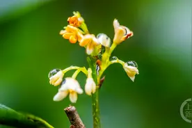 大寒时节 桂花飘香图片