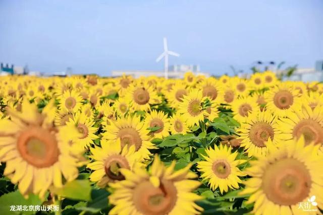 多彩京秋各区巡游 | 房山探索“花卉+商圈” 龙湖天街向日葵花海带来秋季仪式感