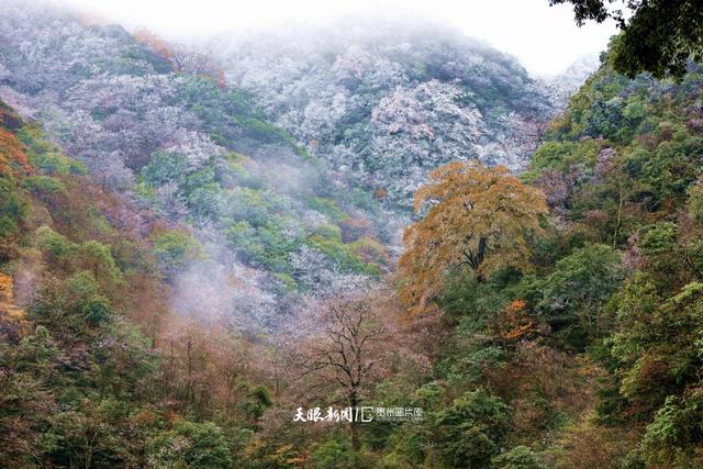 图库推荐丨 雷公山:初雪邂逅红叶,绘就冬日梦幻画卷