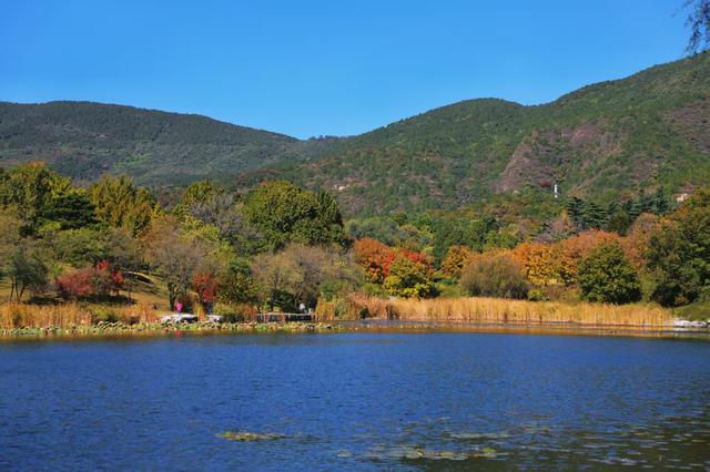 国家植物园进入彩叶最佳观赏期 樱桃沟“金色水杉林”宛如仙境