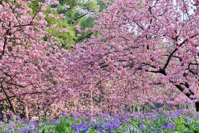 来武汉，“花式”赏春光！