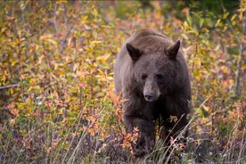 美国公布案例：猎杀野生黑熊烤着吃，一家6口患上罕见疾病图片
