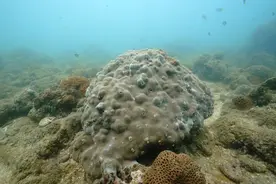 摸清北部湾的珊瑚家底！从245种石珊瑚看生态多样性|周浩郎、葛文标最新研究发表图片