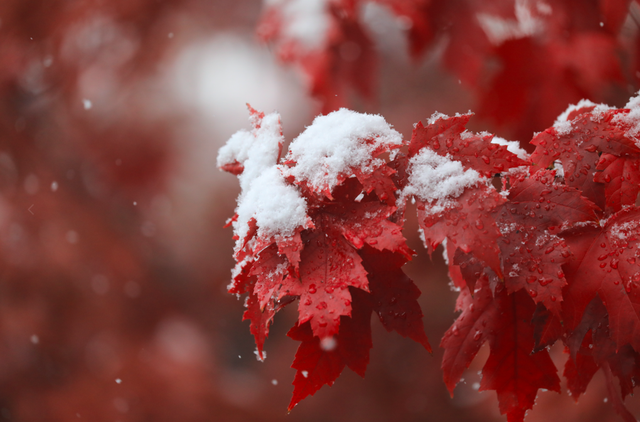 “白雪滤镜”加持，哈尔滨美成童话！熊猫撒欢、雪映枫叶，一起看雪趣大片——