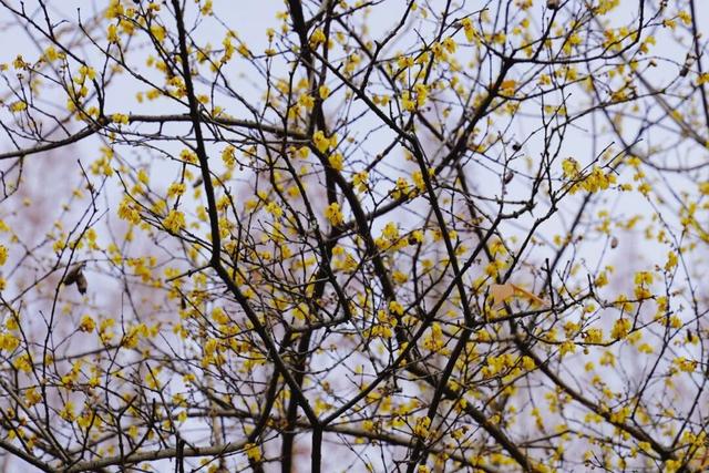 太仓“中式美学天花板”，要来了！