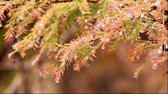 湖南舜皇山：初冬雾凇绘就彩林画卷