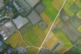 河南桐柏：秋日稻田陆续成熟 黄绿相间色彩斑斓图片