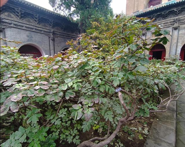 晚潮｜赏其骨骼，品其韵味