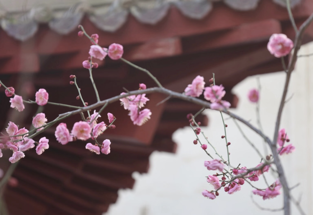 快乐“梅”烦恼！河南赏梅地图来啦！