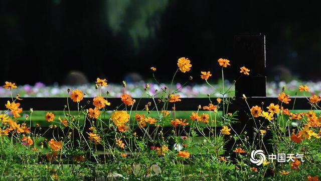 北京奥森公园：一片花海染秋光