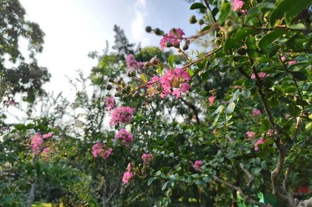 泉城夏日“紫薇季”浪漫开启，济南九大公园景区花开正艳