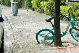 恼人的柳絮漫天飞舞 西安市民呼吁勤打扫多治理图片