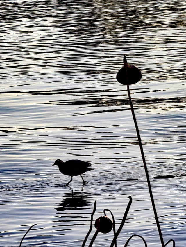 碧水映天，芦苇摇曳，什刹海西海湿地公园风景正好
