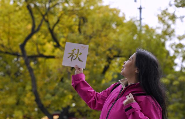 五四大街“黄金神树”引来大客流  霜降时节绝美秋景出圈