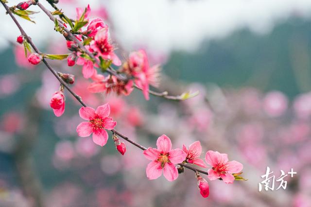 一站式玩转春天！连州赏花季开幕