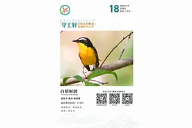 科普丨【记录天空精灵 传递护鸟之声】白眉姬(jī)鹟(wēng)图片