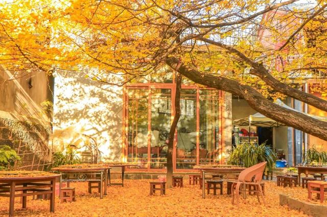 【早安云南·云游】腾冲银杏村：树树金黄，时间在这里有了颜色