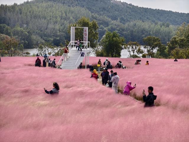 秋日顶流邂逅，在张家楼画美达尼遇见红枫的热烈与粉黛的温柔